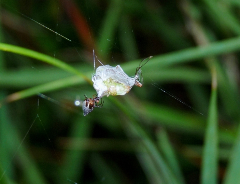 Gli astuti Argyrodes